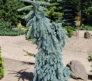 ´The Blues´ Colorado Blue Spruce